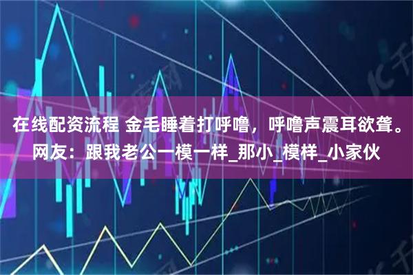 在线配资流程 金毛睡着打呼噜，呼噜声震耳欲聋。网友：跟我老公一模一样_那小_模样_小家伙